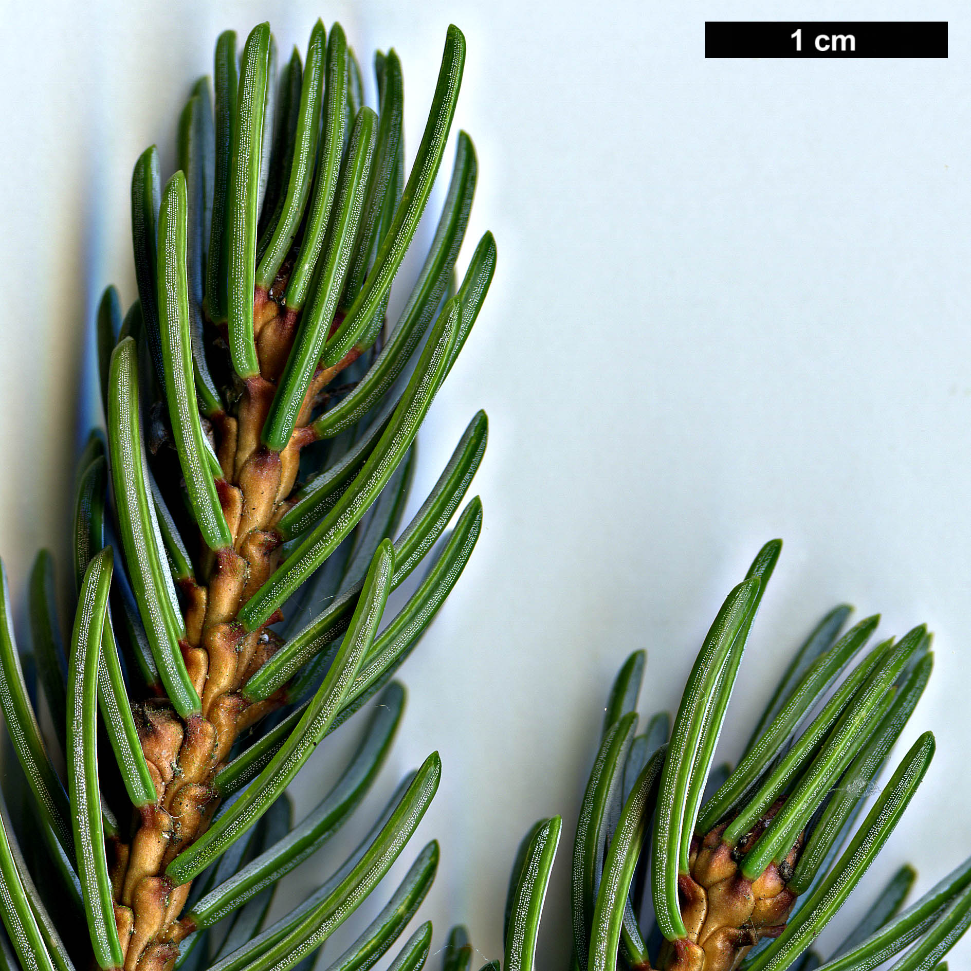 High resolution image: Family: Pinaceae - Genus: Picea - Taxon: alcoquiana - SpeciesSub: var. reflexa